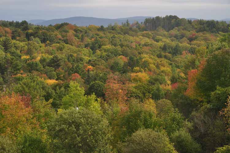 fall foliage